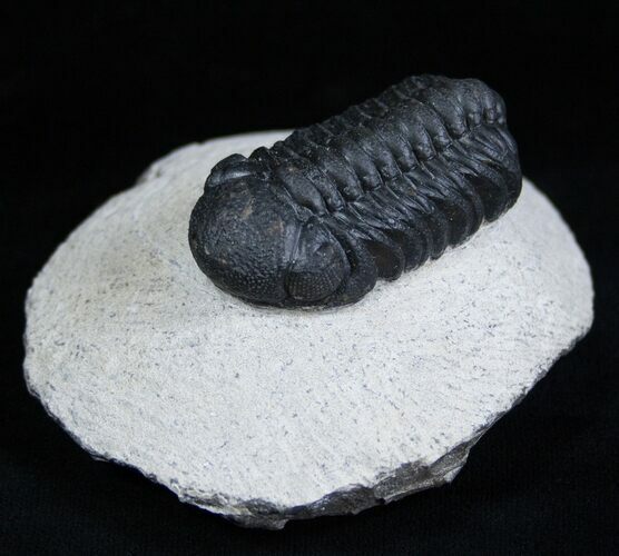 Jet Black Phacops Trilobite From Morocco #1909